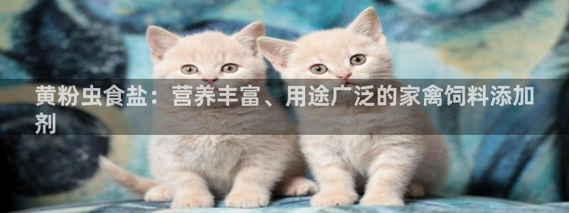 威九国际软件