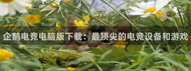 威客电竞VKGAME：企鹅电竞电脑版下载：最顶尖的电竞设备和游戏
