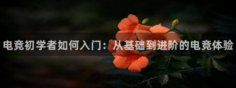 vkgame威客电竞官网：电竞初学者如何入门：从基础到进阶的电竞体验